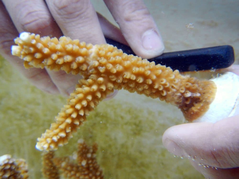 Philip Kushlan, Ph.D. candidate, works on brushing algae from a piece of staghorn coral that is in a holding tank, he is part of a team researching how multiple climate stressors will impact coral reef in the future at the University of Miami Rosenstiel School of Marine and Atmospheric Science on April 22, 2016 in Miami, Florida. As the world reacts to the unprecedented bleaching of the Great Barrier Reef in Australia, teams of scientists around the world including those at the University of Miami are studying how they can help coral survive the warming and acidification of worlds oceans. (Joe Raedle/Getty Images)