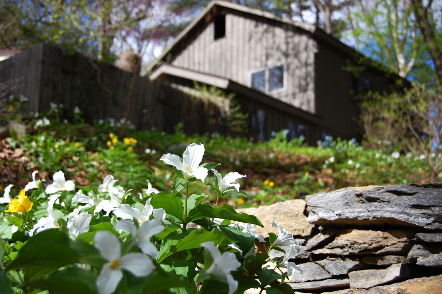 Trillium Week At Framingham S Garden In The Woods Signals The