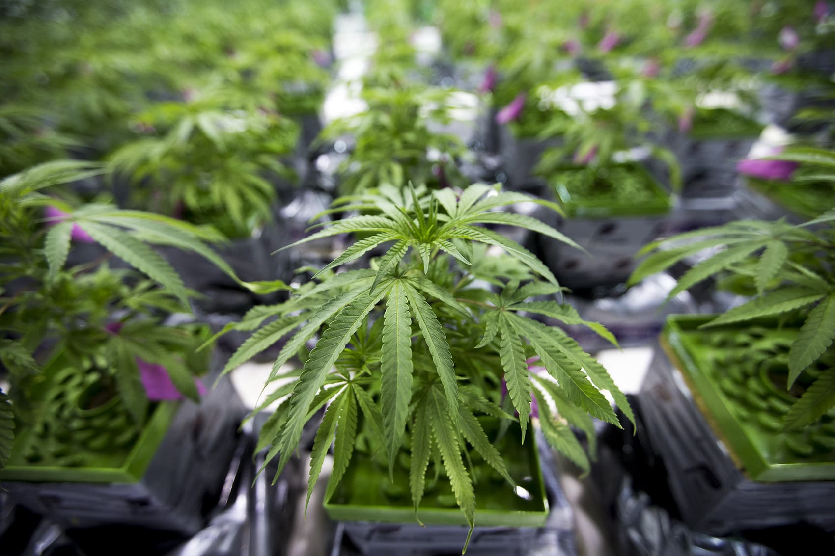 Retail Value Of Car >> Mass. House To Take Up Pot Bill This Week | WBUR News Retail Value Of Car >> Mass. House To Take Up Pot Bill This Week | WBUR News