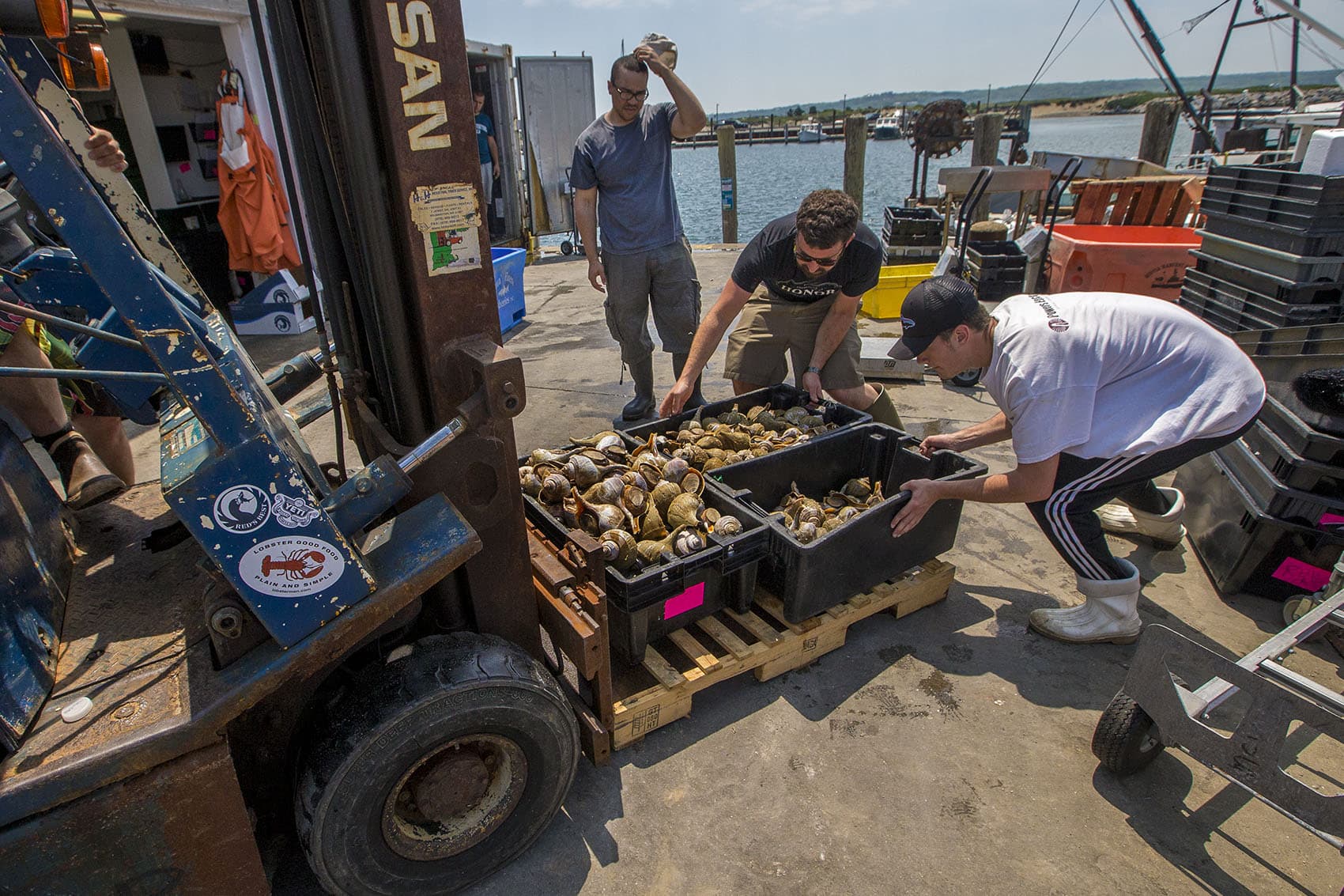 Workers from the Menemsha Fish House on Martha's Vineyard load bins of conch onto a forklift. (Jesse Costa/WBUR)