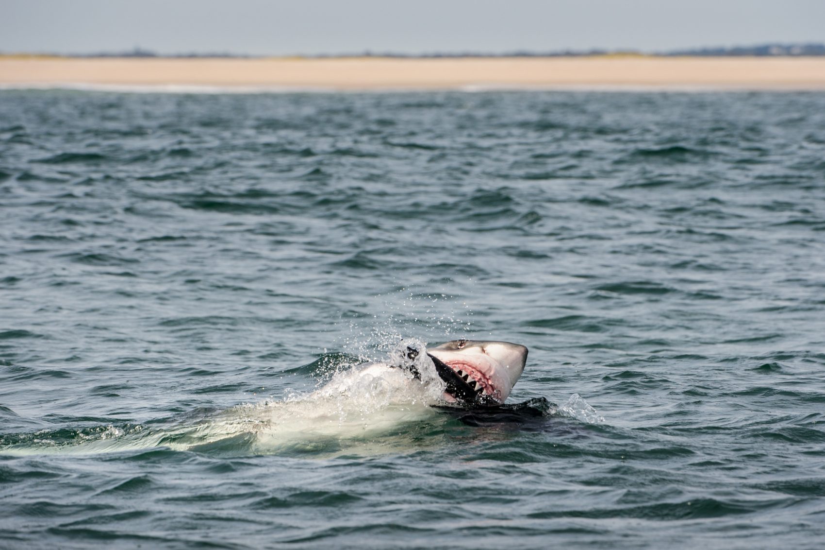 National Geographic Shark Photographer Gets Up Close For The Perfect