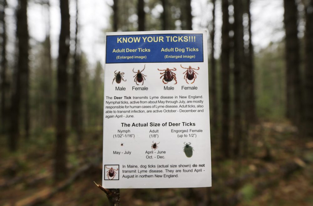 In this 2014 photo, an informational card about ticks distributed by the Maine Medical Center Research Institute is seen in the woods in Freeport, Maine. (Robert F. Bukaty/AP)