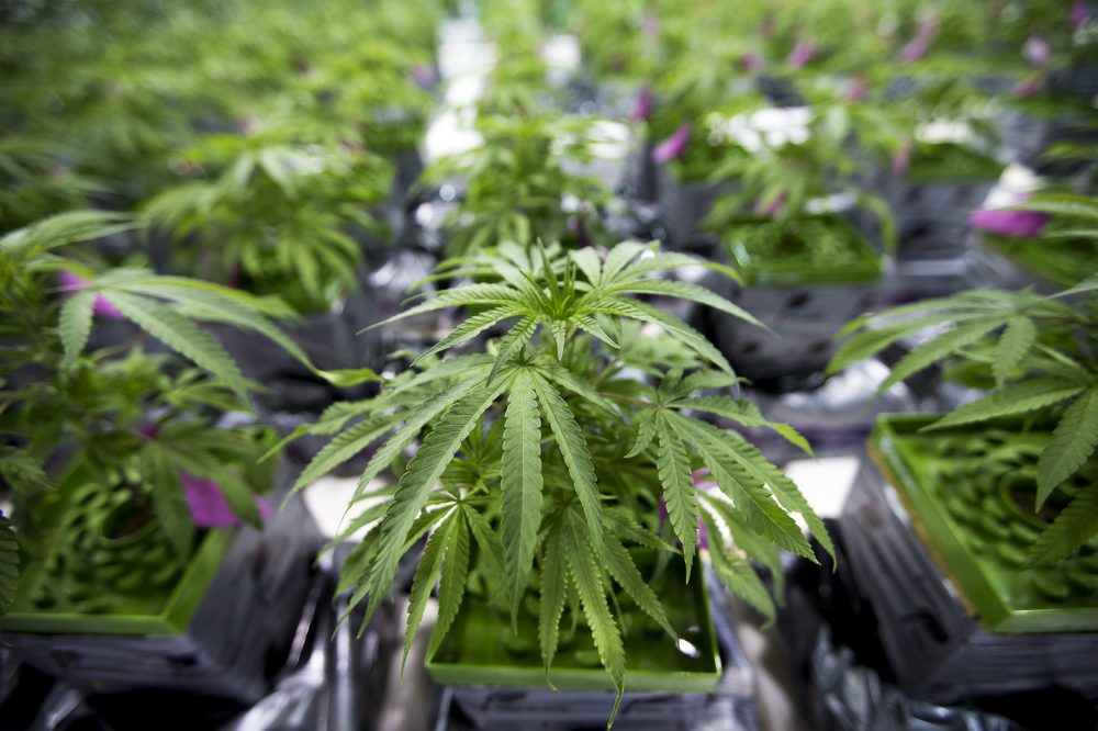 A marijuana plant in the nursery at the New England Treatment Access (NETA) cultivation center in Franklin. When the Brookline dispensary opened in 2016, it provided a trial for medical marijuana on the border of Boston. (Jesse Costa/WBUR)