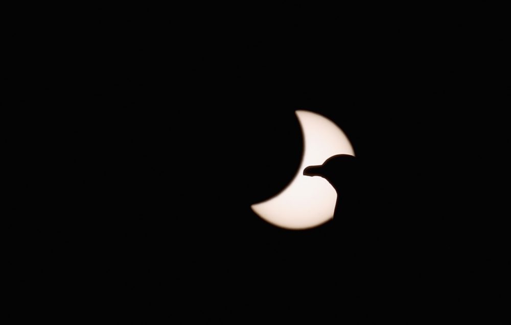 A seagull is pictured in front of the sun during a partial solar eclipse on March 20, 2015, in Tonypandy, Wales, United Kingdom. (Christopher Furlong/Getty Images)