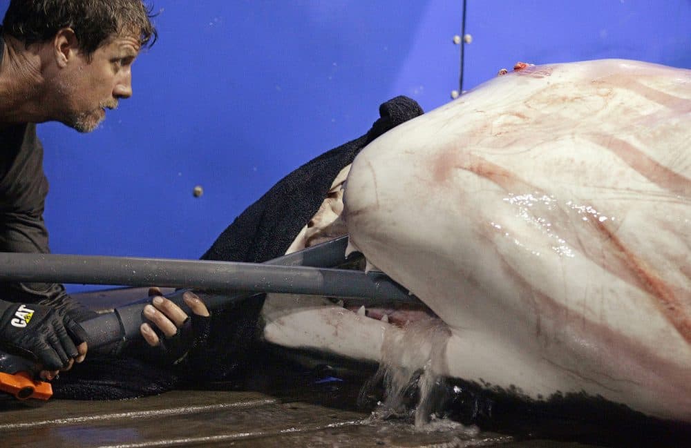 Capt. Brett McBride streams seawater over the gills of a nearly 15-foot, 2,292-pound great white shark on the research vessel Ocearch in the Atlantic Ocean off the coast of Chatham, Mass. in 2012. (Stephan Savoia/AP)
