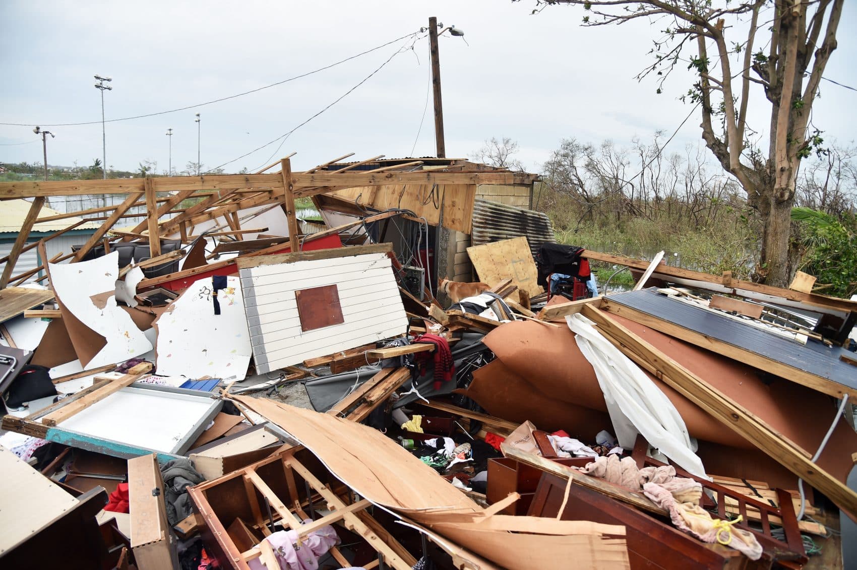 Puerto Ricans Abroad Anxiously Await Word From Family On The Island ...