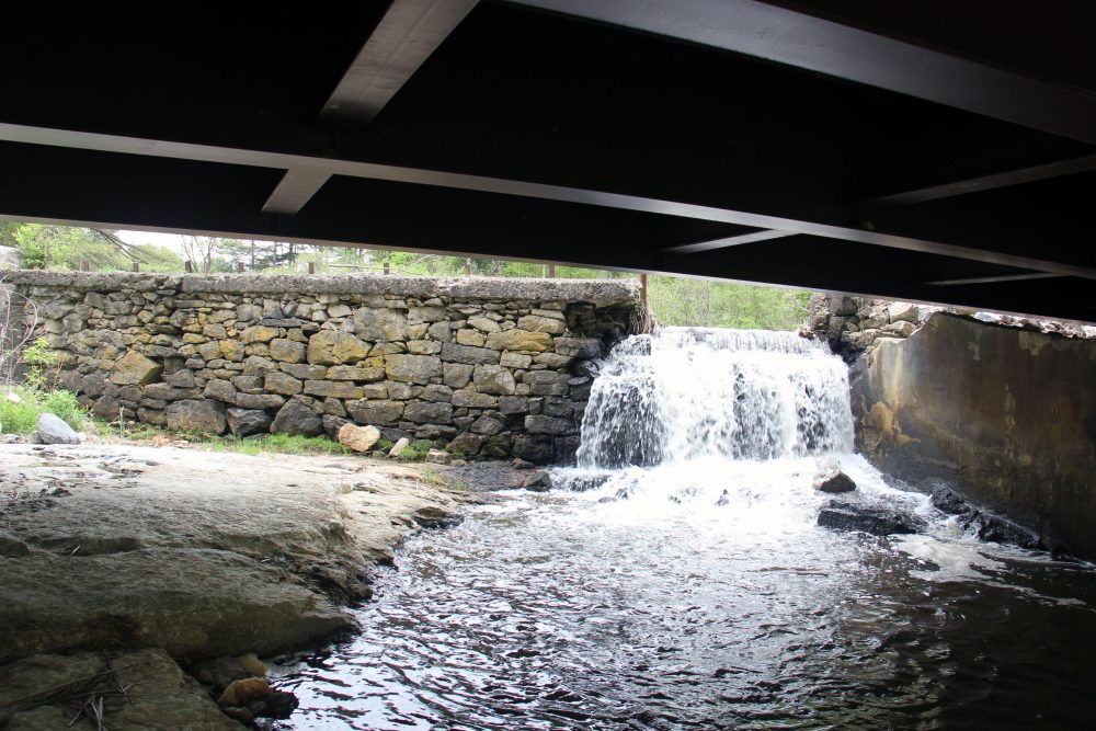 Built about 150 years ago, Mill Pond Dam in Colchester, Vermont, is currently breached, but still creating a small swamp upstream. (Kathleen Masterson/VPR)