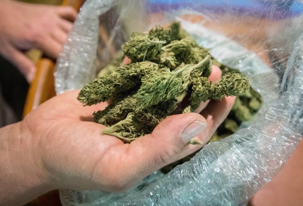 Justin Calvino displays marijuana grown on one of his properties in Mendocino County, Calif., in April 2017. (Josh Edelson/AFP/Getty Images)