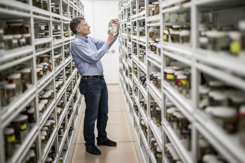 Jonathan Losos at the Harvard Museum of Comparative Zoology (Courtesy Nate Dappen)