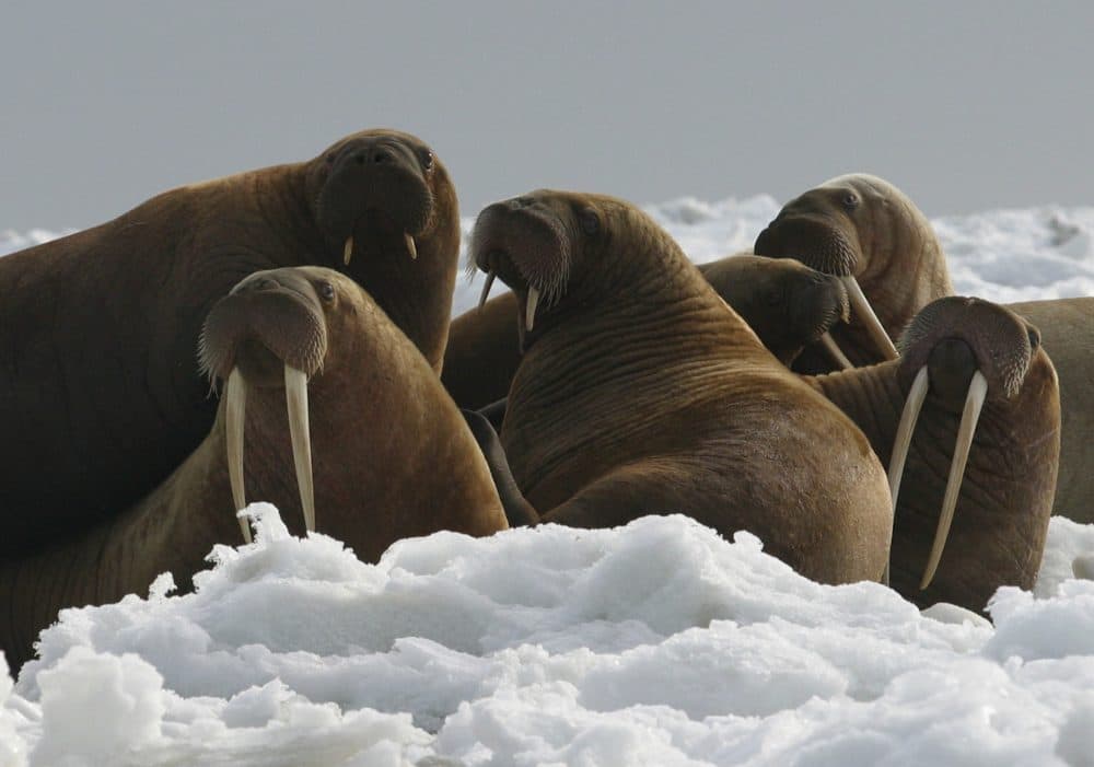 In this April 18, 2004, file photo provided by the U.S. Fish and Wildlife Service, Pacific walrus cows and yearlings rest on ice in Alaska. The Trump administration will not add Pacific walrus to the threatened species list. The U.S. Fish and Wildlife Service announced Wednesday, Oct. 4, 2017, that it can't say with certainty that walrus are likely to become endangered despite an extensive loss of Arctic sea ice due to global warming. (Joel Garlich-Miller/U.S. Fish and Wildlife Service via AP)