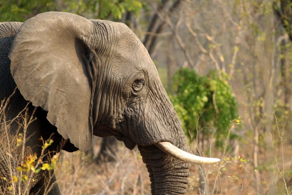 In this photo taken on Thursday, Oct. 1, 2015, an elephant is seen in Hwange National Park, about 700 kilometres south west of Harare, Zimbabwe. (Tsvangirayi Mukwazhi/AP)