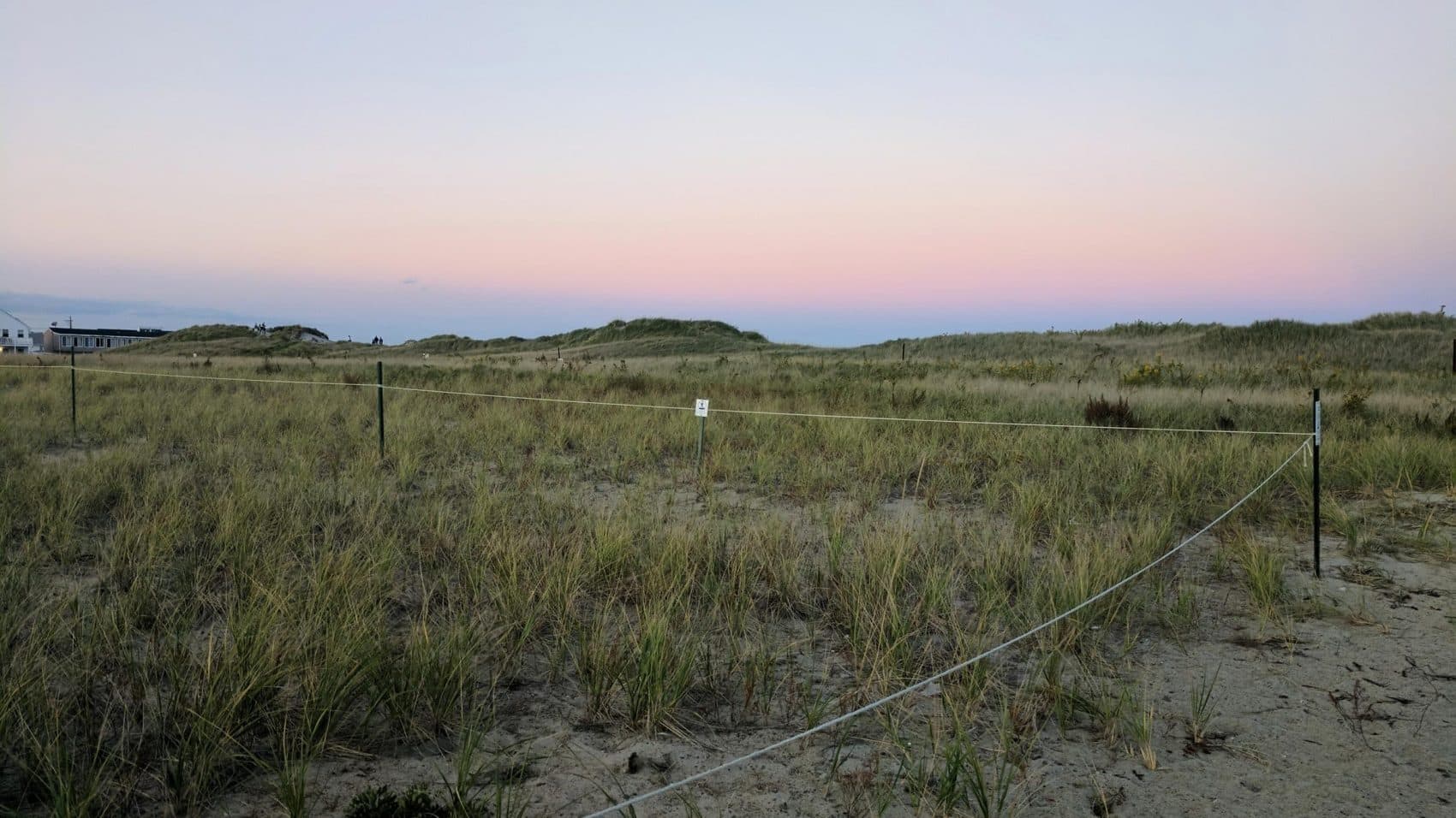 At Hampton Beach State Park, a community garden allows any coastal homeowner to take beach grass for free. (Jason Moon/NHPR)