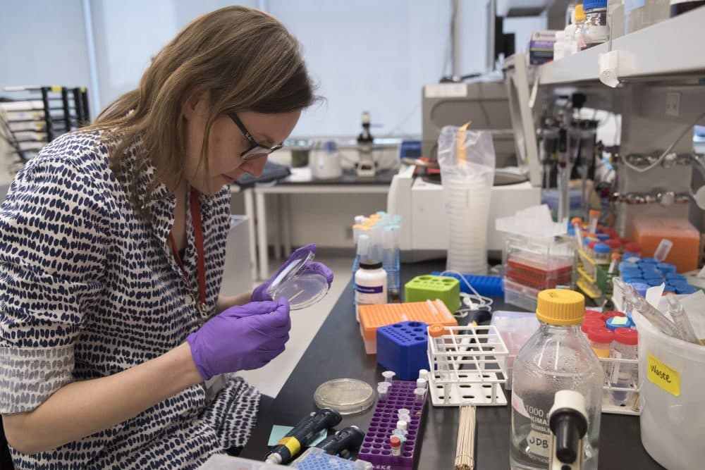 A new initiative is trying to support women in the Massachusetts biotech industry by funding and mentoring early-stage companies led by women. Pictured: A post doctoral student working at a lab in the Alexandria Center for Life Sciences in New York (Mary Altaffer/AP Photo)