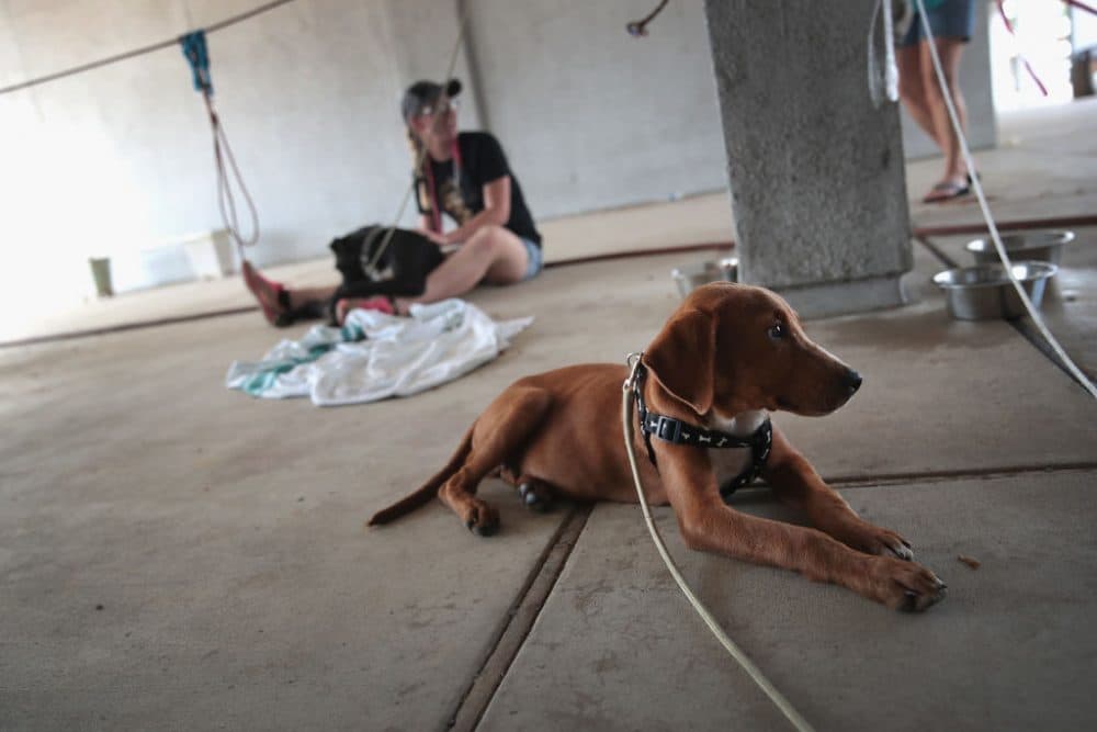 Dogs rescued from floodwater wait to be transferred to a shelter after torrential rains pounded Southeast Texas following Hurricane and Tropical Storm Harvey causing widespread flooding on Sept. 3, 2017 in Orange, Texas. (Scott Olson/Getty Images)
