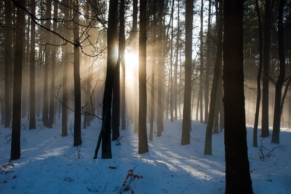 The Department of Conservation and Recreation is providing family-friendly guided hikes at seven state parks for New Year's Day on Monday.
(geraldfriedrich2 / Pixabay)