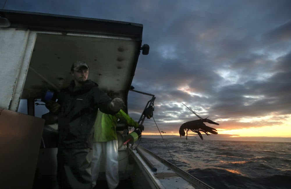 Lobsterman Brandon Demmons tosses a lobster back into the water in Monhegan Island, Maine. (Robert F. Bukaty/AP)