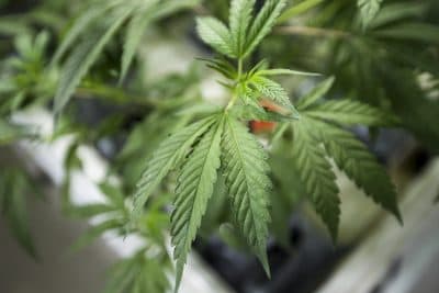 A marijuana plant. (Jesse Costa/WBUR)