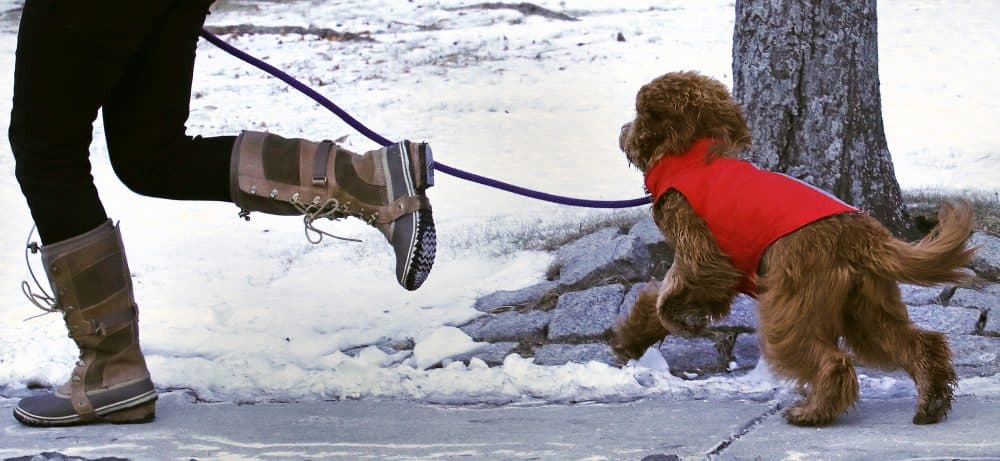 How Cold Is Too Cold To Take Your Dog For A Walk? Here & Now