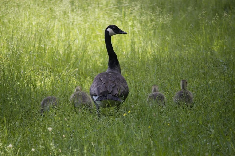Canada geese. (Brian Amaral/WBUR)