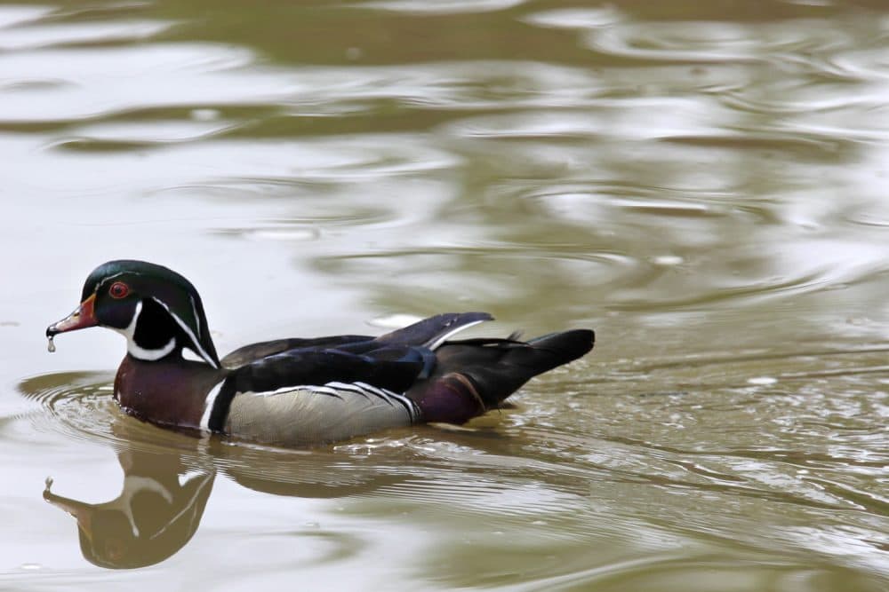 A male wood duck paddles along in the calm waters of the Chagrin River in Gates Mills, Ohio on Sunday, May 23, 2010. (AP Photo/Amy Sancetta)