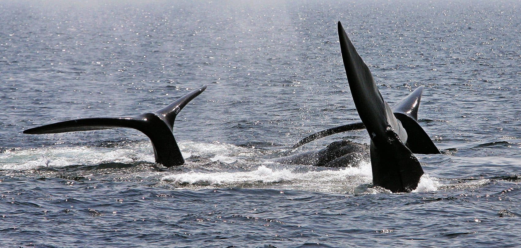 A ballet of three North Atlantic right whale tails break the surface off Provincetown, Mass., in Cape Cod Bay. (Stephan Savoia/AP)