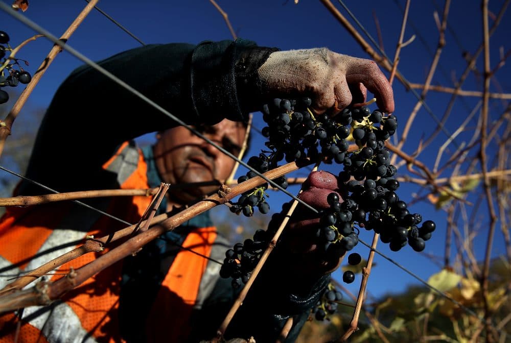 A field worker with Palo Alto Vineyard Management picks Syrah grapes during a harvest operation on Oct. 25, 2017 in Kenwood, Calif. (Justin Sullivan/Getty Images)