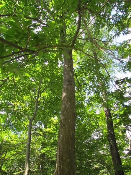 Are there any chestnut trees left in the united states What S The Difference Between Horse Chestnuts And Sweet Chestnuts Chestnuts