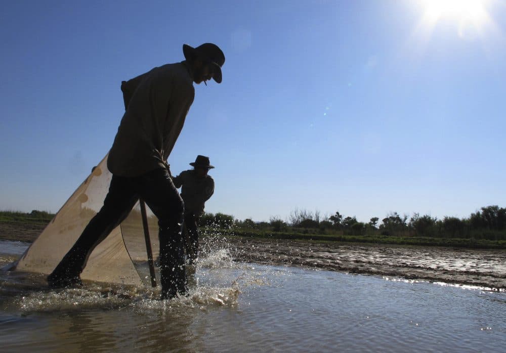 In this June 19, 2013 photo, U.S. Fish and Wildlife Service biologists use a seine net to search for endangered Rio Grande silvery minnows in isolated pools in the riverbed near Socorro, N.M. Federal water managers said during a briefing Thursday, April 12, 2018, that portions of the Rio Grande have gone dry and biologists have started this year's minnow salvage operations. (Susan Montoya Bryan/AP)