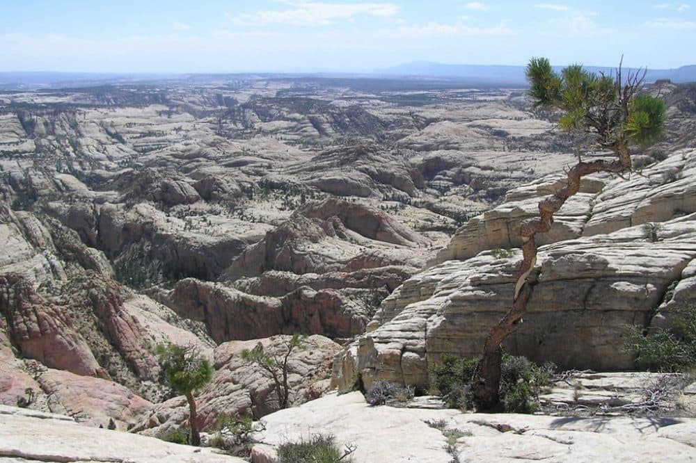 Victoria Grover survived five nights alone and without supplies in Utah's Box-Death Hollow Wilderness. (Lisa Young, U.S. Forest Service via Wikimedia Commons)