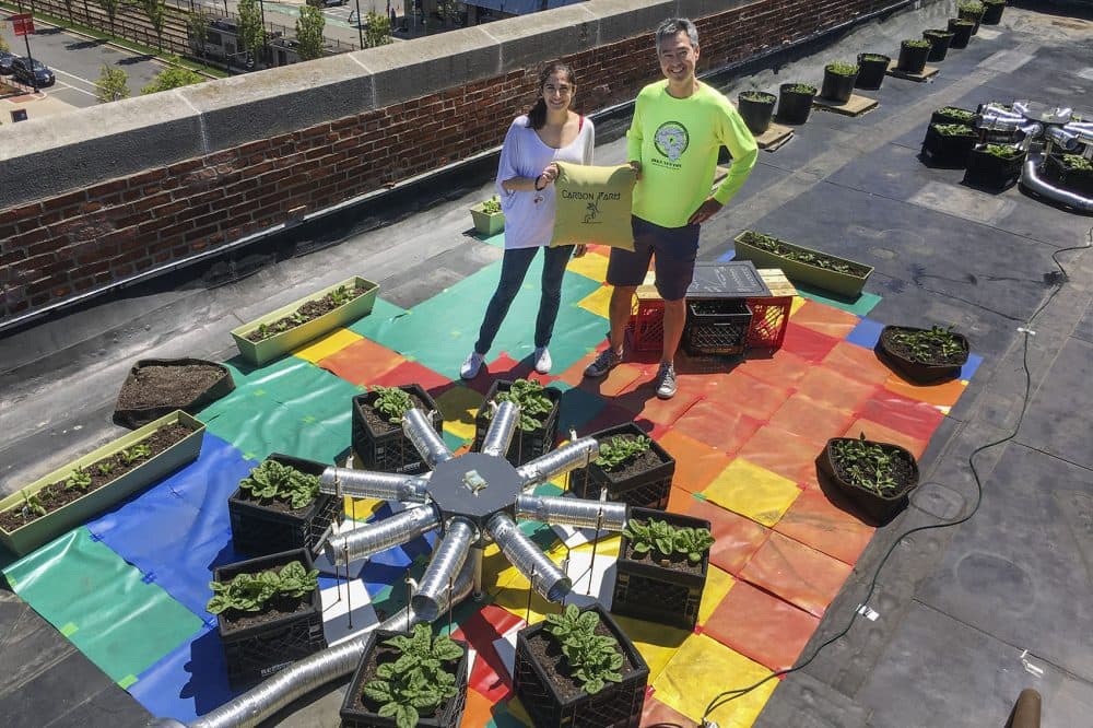 Ph.D. candidate Sarabeth Buckley and her adviser, Nathan Phillips, professor of earth and environment at Boston University, stand with a "carbon farm" atop a BU building, with spinach plants ready to be harvested. (Bruce Gellerman/WBUR)