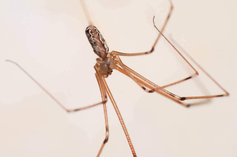 long bodies cellar spider