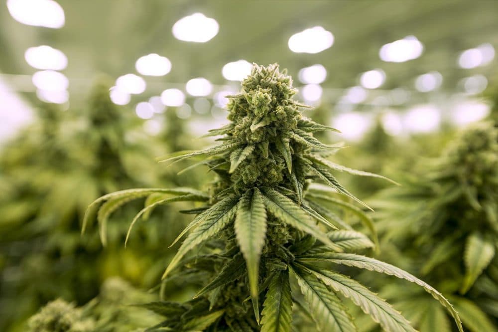 A budding mature marijuana plant. (Jesse Costa/WBUR)