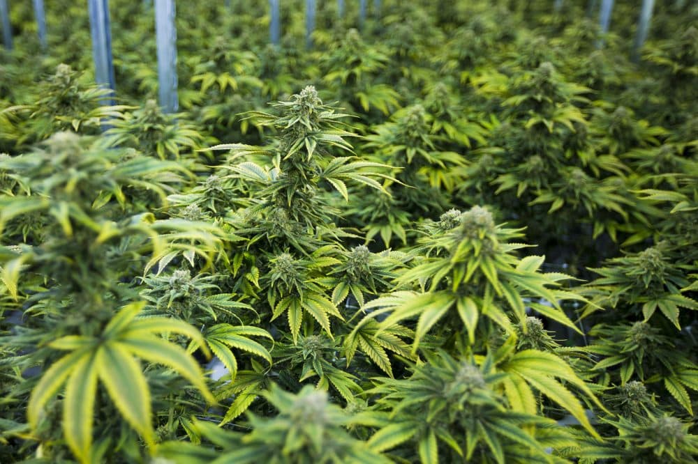 Marijuana plants in the "Flowering Room" at the Canopy Growth Corporation in Smiths Falls, Ontario. (Jesse Costa/WBUR)