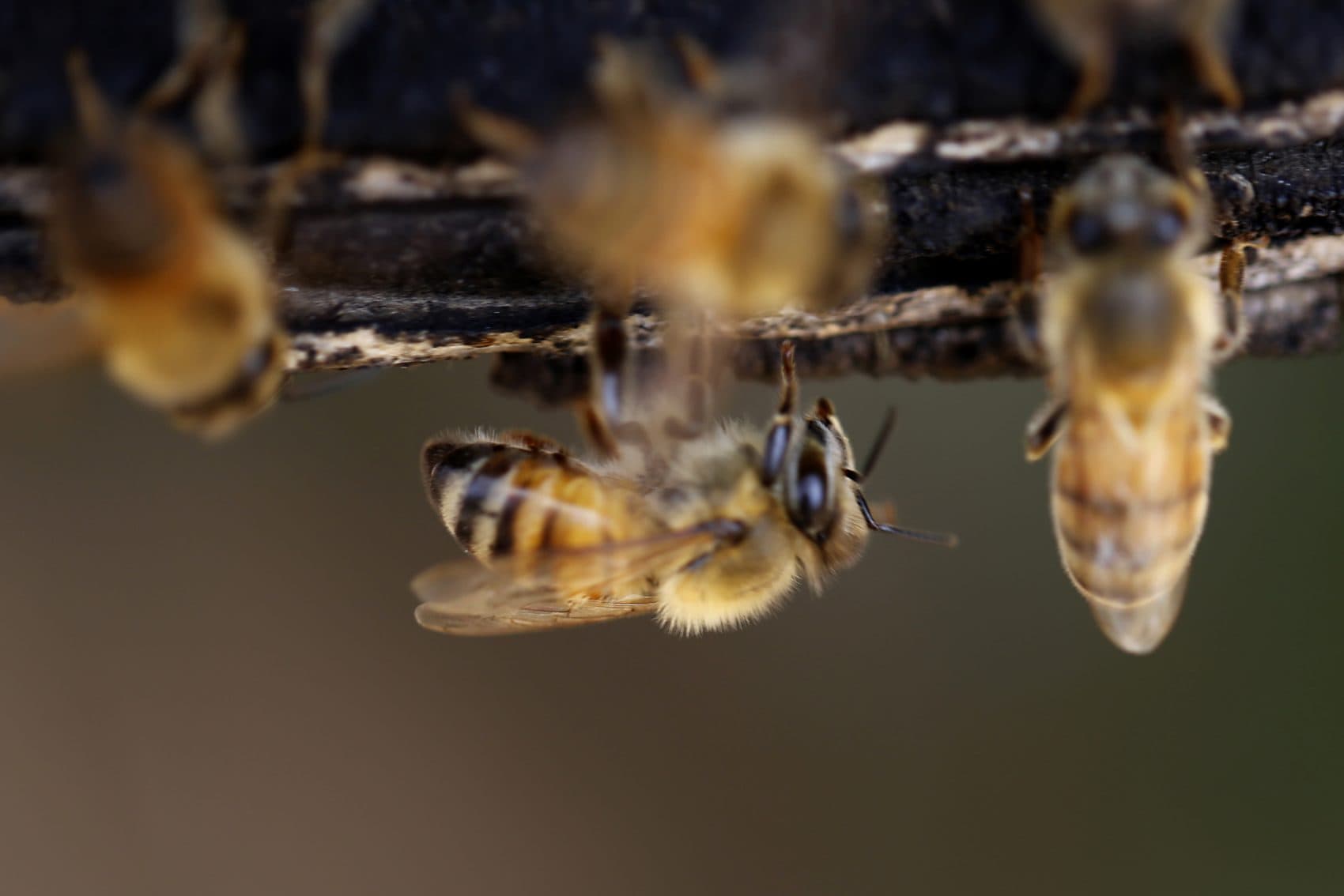 Why We Need Bees NCPR News Why we need bees ncpr news
