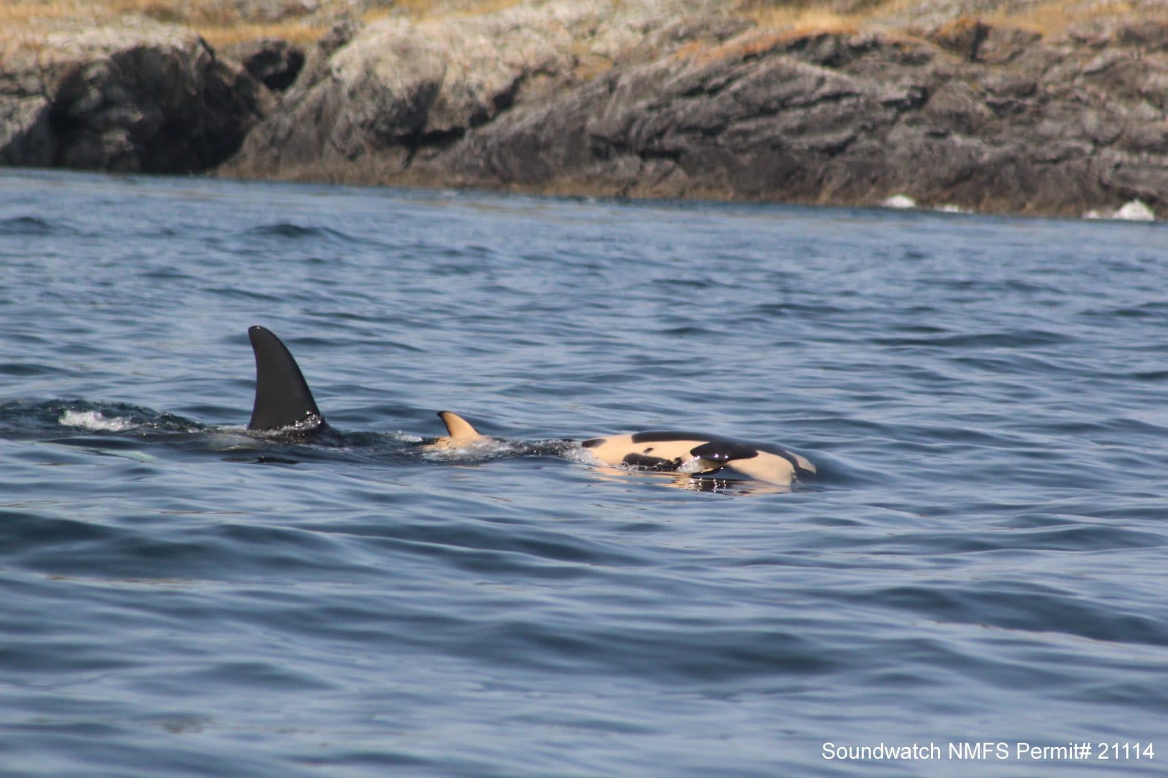 A female orca that appears to be grieving has been carrying her dead calf in the water, keeping it afloat since the baby died a week ago. (Taylor Shedd/Soundwatch, taken under NMFS MMPA permit #21114)