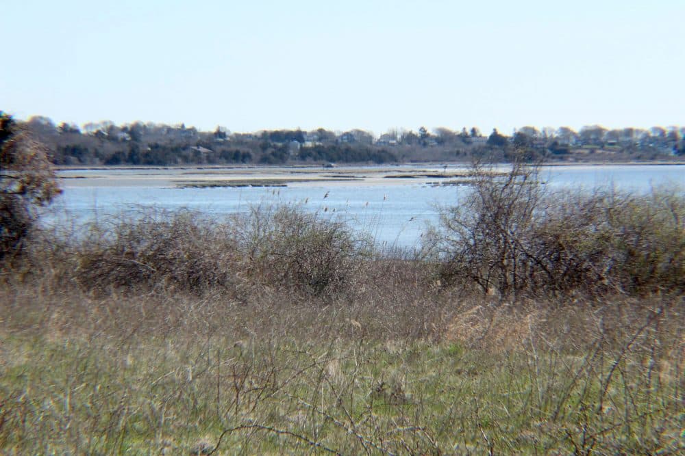 Salt marsh islands in the west branch of the Westport River have been rapidly disappearing for the past 15 years. Some scientists link their disintegration to rising sea levels and nitrogen pollution. (Courtesy of Juan Rodriguez)