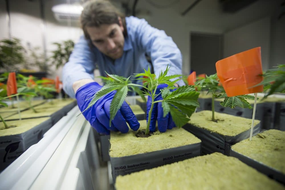 Chair Steven Hoffman says the CCC is in a "rhythm" with its approval process. Here, staff at NETA transplant seedlings into pots in the nursery at the NETA cultivation center in Franklin. (Jesse Costa/WBUR)