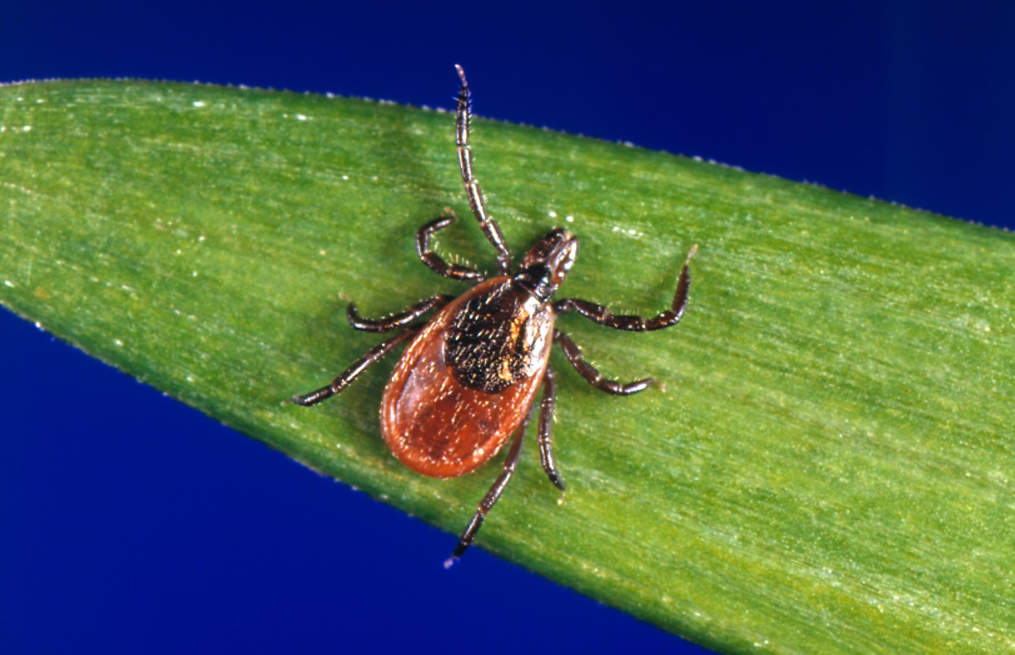 lyme-disease-and-the-ticks-that-carry-it-spreads-across-the-u-s