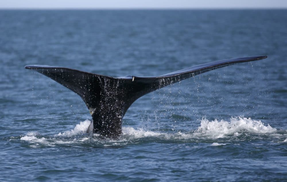In this March 28, 2018 photo, a North Atlantic right whale appears at the surface of Cape Cod Bay off the coast of Plymouth. (Michael Dwyer/AP)