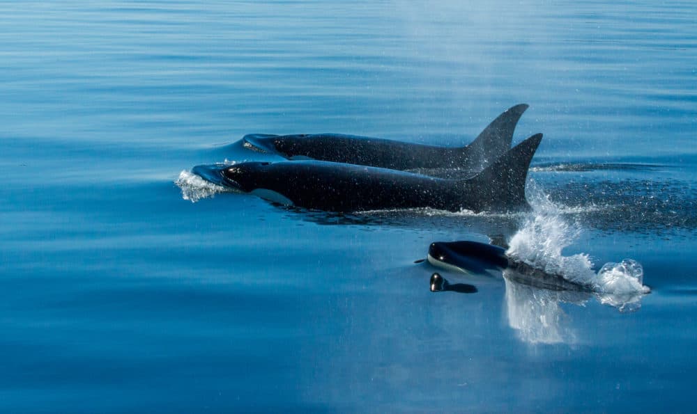 Landmarks Orchestra Highlights The Songs Of Whales At The Hatch Shell 