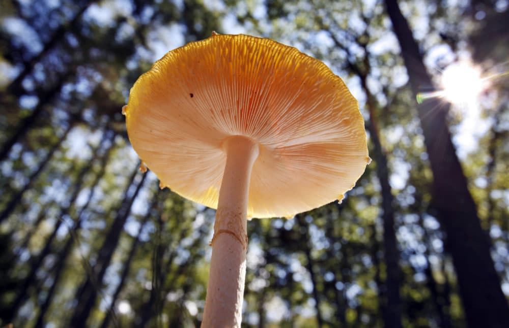 In this 2011 file photo, the sun pokes through tall white pines to shine on a mushroom at Winslow Park in Freeport, Maine. (Robert F Bukaty/AP)