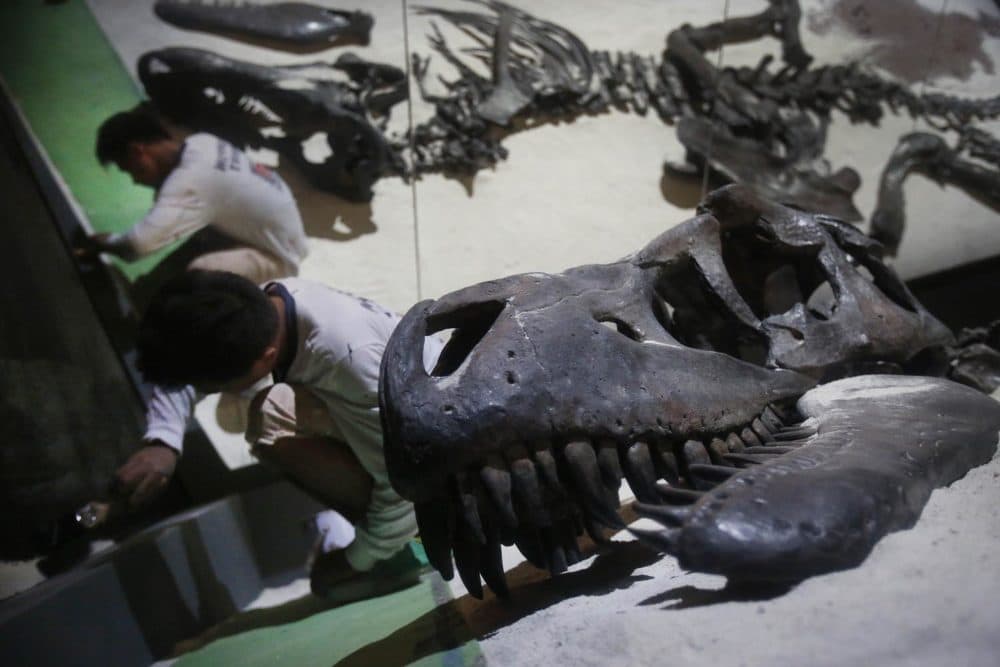 In this Tuesday, Jan. 21, 2014 photo, workers putt on the final touches around the exhibit of a Tarbosaurus bataar found in Mongolia, in preparations for an exhibition titled "Dinosaurs: Dawn to Extinction" at the Art Science Museum, in Singapore. The exhibition takes visitors back more than 600 million years back in time to a world of terrestrial reptiles. (AP Photo/Wong Maye-E)