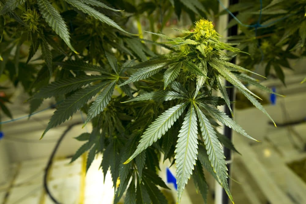 The Cannabis Control Commission has voted to approve final business licenses for Cultivate Holdings LLC in Leicester and New England Treatment Access LLC in Northampton. (Jesse Costa/WBUR)