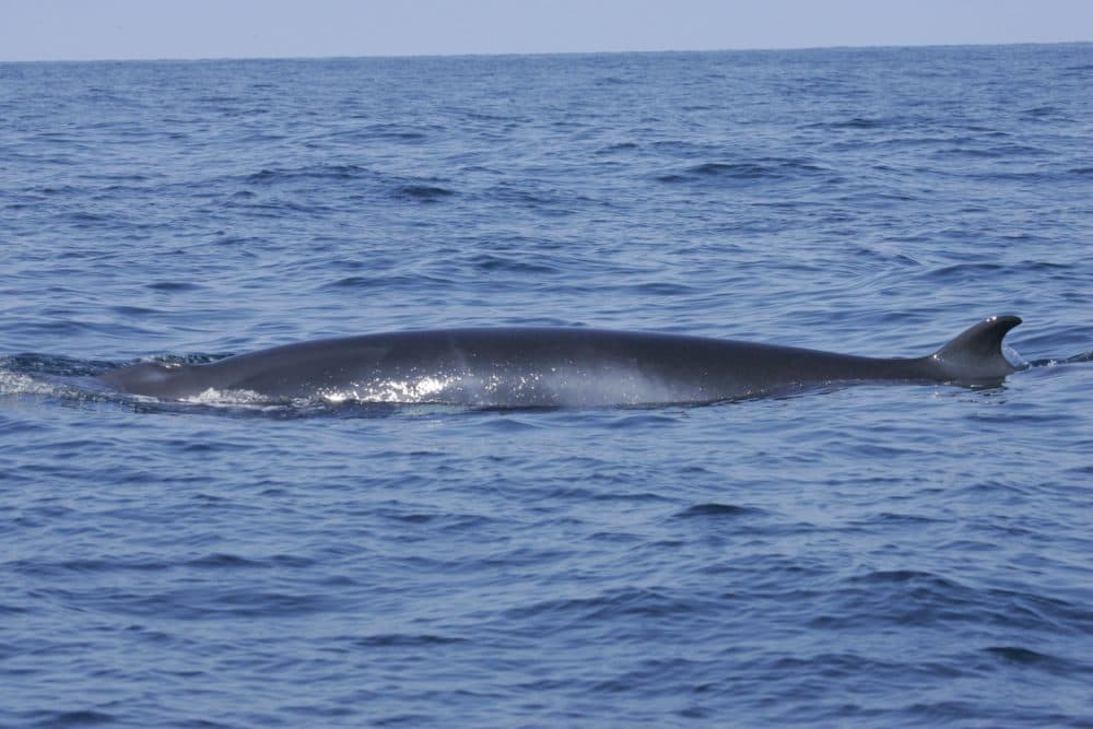 Minke Whale Euthanized After Beaching On Cape Cod | WBUR News