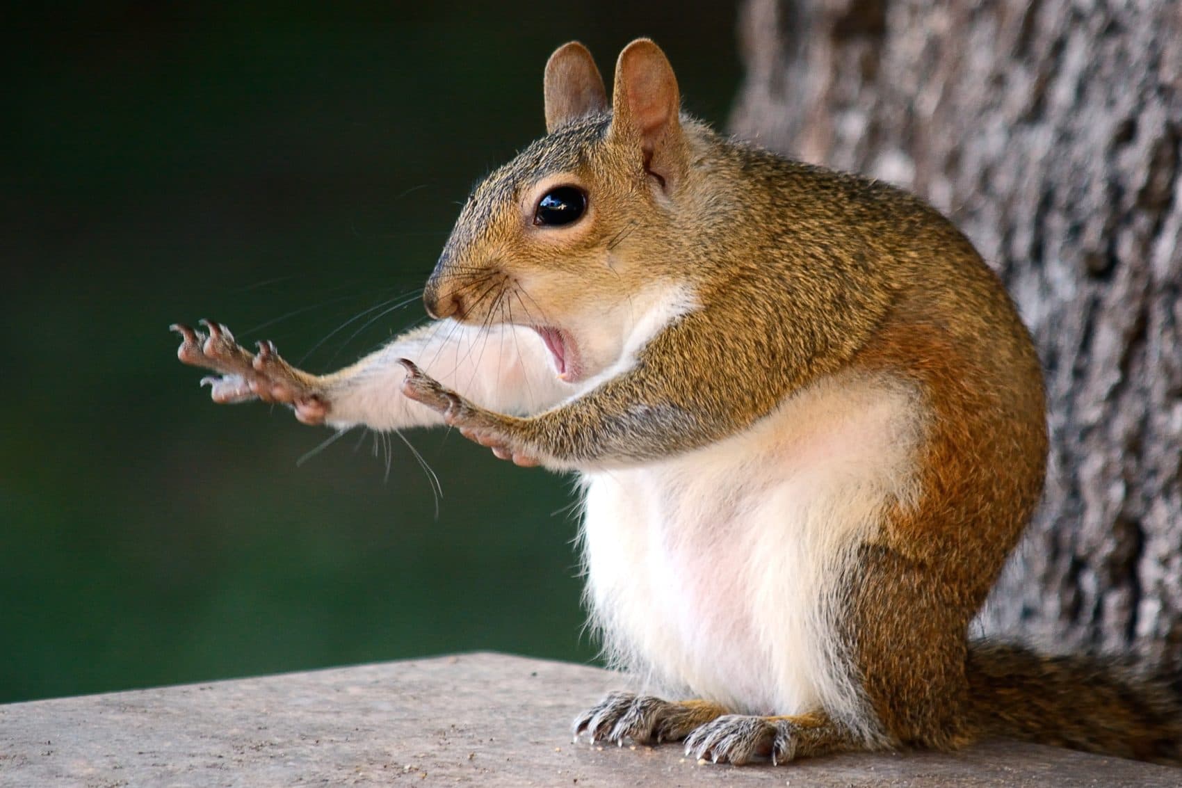 Snapshots Of Nature's Silly Side Compete For Comedy Wildlife