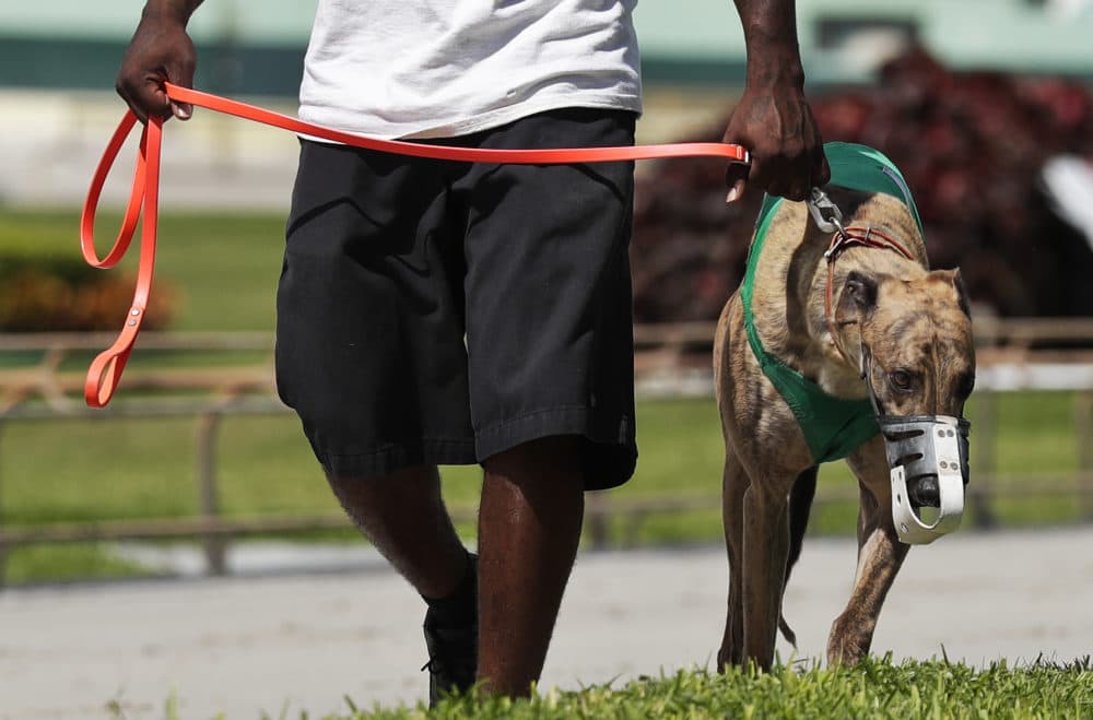 In this Oct. 4, 2018, file photo, a dog worker walks a muzzled greyhound racer to the track before a race at the Palm Beach Kennel Club in West Palm Beach, Fla. Florida greyhound racing will soon hit the finish line as the sport suffered a rout at the ballot box. The state voted 69 to 31 percent Tuesday, Nov. 6, to pass Amendment 13, which bans the sport beginning on Jan. 1, 2021. (Brynn Anderson/AP)