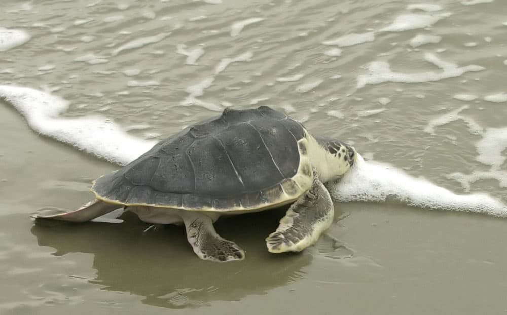 An endangered Kemp's ridley sea turtle. (Lou Krasky/AP)