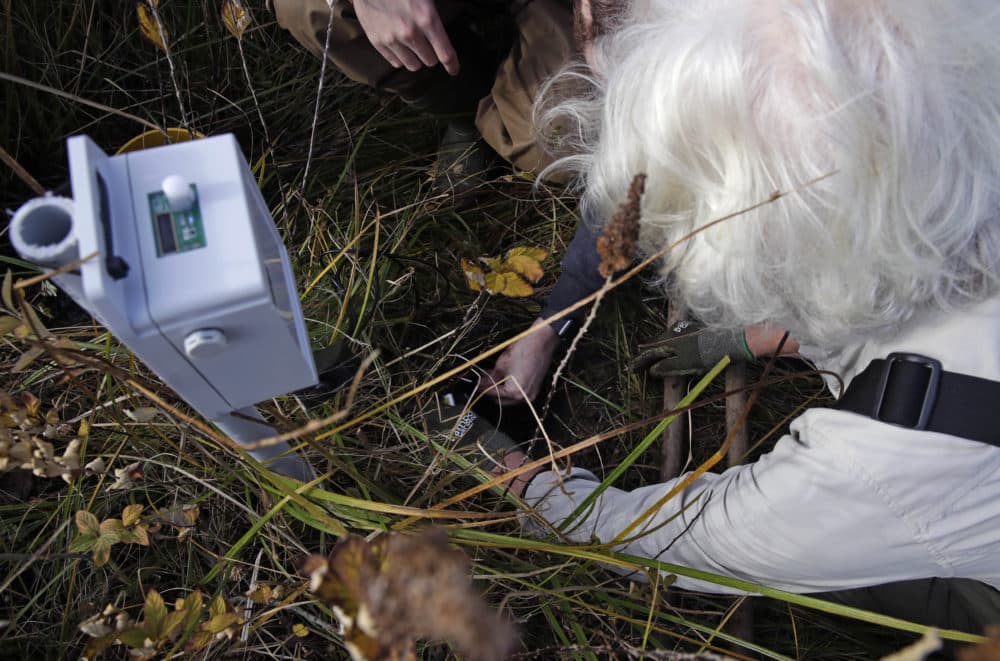 Glorianna Davenport, president of the Living Observatory and co-founder of the MIT Media Lab, buries temperature and moisture probes while installing a sensor node. (Charles Krupa/AP)