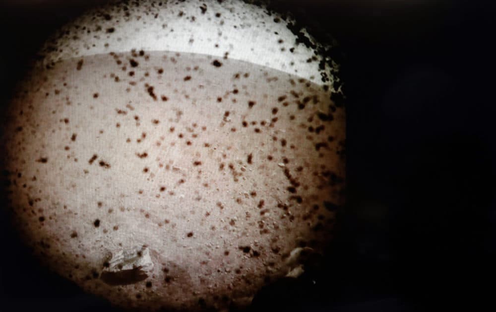 A image transmitted from Mars by the InSight lander is seen on a computer screen at NASA's Jet Propulsion Laboratory Monday, Nov. 26, 2018, in Pasadena, Calif. (NASA via AP)