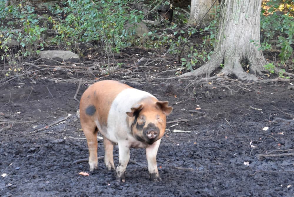 A pig on the organic farm dietitian Diana Rodgers says is a model for what she hopes will be the future of sustainable meat agriculture. (Courtesy Diana Rodgers)